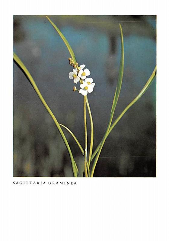 Sagittaria Graminea - New York Botanical Garden