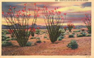 Vintage Postcard Ocotillo in Bloom on the Desert Cactus Plants Flowers Texas TX