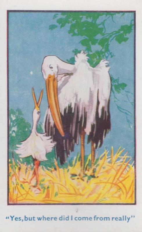 The Stork Where Did I Babies Come From Comic Vintage Old Postcard