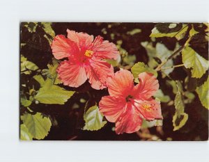 Postcard The delicately tinted hibiscus, as grown in the beautiful Southland