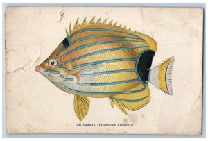 Lauhau Chaetodon Fremblii Fish Hawaii Exposition Honolulu HI Posted Postcard