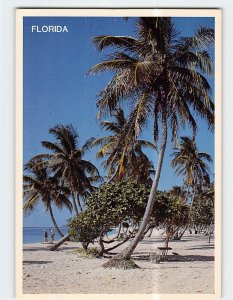 Postcard Palm trees swaying in the ocean breezes, Florida