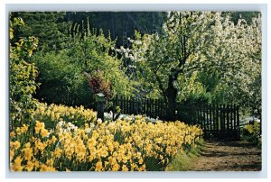 McLaughlin's Daffodil Hill Volcano Pine Grove California Vintage Postcard F52