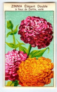 1920's Flower Seed Art Print ZINNIA ELEGANT Lithograph Original Vintage Unused