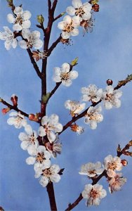 Prunus Armeniaca, Linn. Flowering Branch of an Apricot - Glass Flowers Glass ...