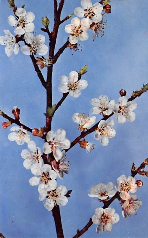 Prunus Armeniaca, Linn. Flowering Branch of an Apricot - Glass Flowers Glass ...