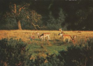 Animals Postcard - Deer in The New Forest, Hampshire  RR8072