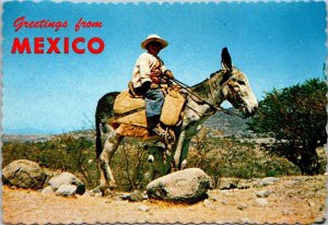 Mexico Greetings With Mexican Boy and His Burro