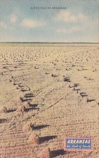 A Rice Field In Arkansas