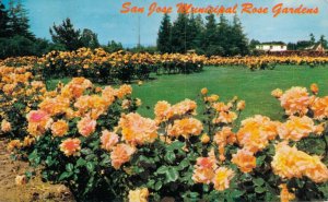 USA San Jose Municipal Rose Gardens California Vintage Postcard 07.75