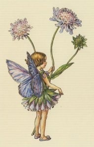 The Scabious Flower Fairy Old Book Stunning Postcard