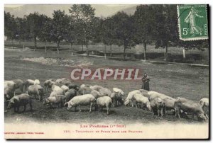 Old Postcard Folklore Pyrenees Herds of pigs in the meadows Sheep