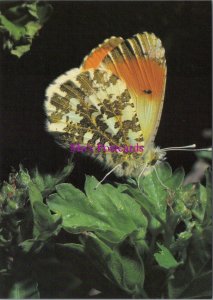 Animals Postcard - Butterflies, The Orange Tip Butterfly  RR20455