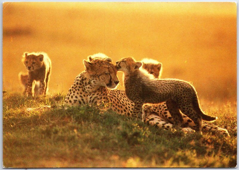 VINTAGE CONTINENTAL SIZE POSTCARD CHEETAH AND HER CUBS MAILED GHANA WEST AFRICA