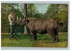 Chrome Postcard Two Horned African Rhinoceros New York Zoological Park Unposted 