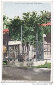 RIVERSIDE, California, 1900-1910's; Parent Navel Orance Tree