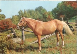 Horse in the fields Nice modern Italian photo postcard