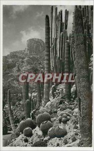 Old Postcard Exotic Garden of Monaco Echinocactus grusonii Pilocereus polylop...