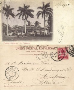 cuba, HAVANA, Paisage Cubano, H. Palmas, Cuban Landscape (1904) Postcard