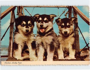 Postcard Alaskan Husky Pups, Alaska