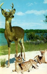 Deer Majestic Buck and Two Young Sons