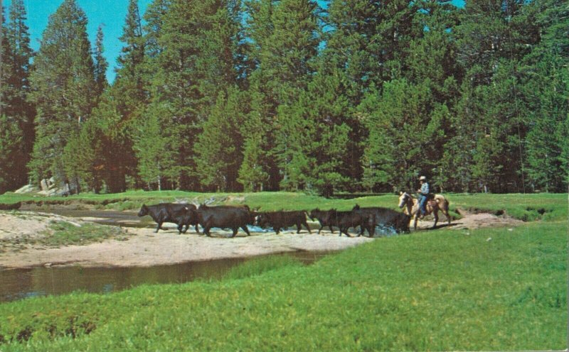 USA Black Angus Cattle Summer Range High Sierras California Postcard 08.36