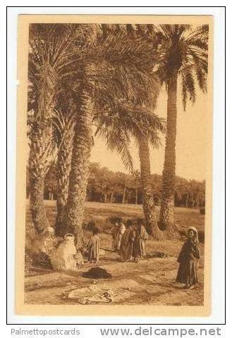 Biskra, Algeria, Dans la Palmeraies , 1910s