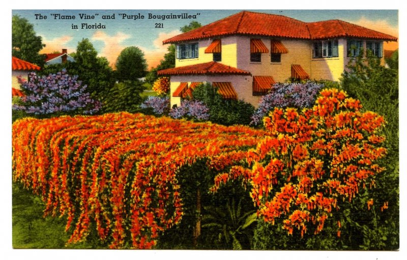 FL - Flame Vine and Purple Bougainvillea