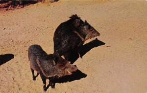 Collared Peccary or Javelina Color by Stan Davis Pig Unused 