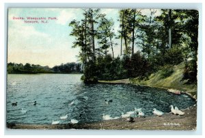 1912 Ducks Weequahic Park Newark New Jersey NJ Newburg New York Antique Postcard 