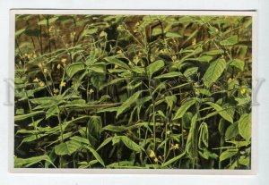 427958 Flower Impatiens parviflora Sammelwerk Tobacco Card w/ ADVERTISING