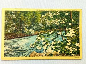 Vintage Postcard 1940 Dogwood in Bloom along a California Mountain Stream