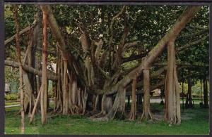 Banyan Tree,Honolulu,HI