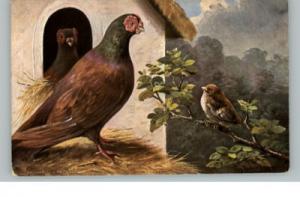 MUNCHEN Fowl Pheasant & Bird c1910 Postcard