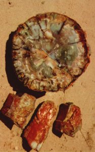 Vintage Postcard Petrified Log Cross-Section And Chips Petrified Forest Arizona