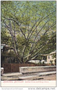 Bermuda Rubber Tree and Drug Store