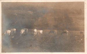 Vintage Postcard Cow Pasture Green Fields Agriculture And Livestock Animal Care