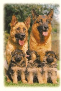 Dog family Modern German artistic photo postcard. Size 16 x 11 cms.