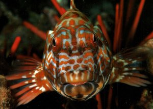 JUMBO SIZE APPROX 7 X 5 MODERN POSTCARD CLOSE UP STOCKY HAWKFISH MAUI HAWAII