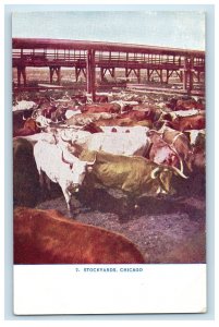 c1910 Buffaloes in Stockyard Chicago Illinois IL Posted Antique Postcard