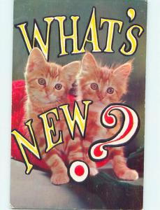 Unused Pre-1980 TWO CUTE KITTEN CATS ASK WHAT'S NEW n0336
