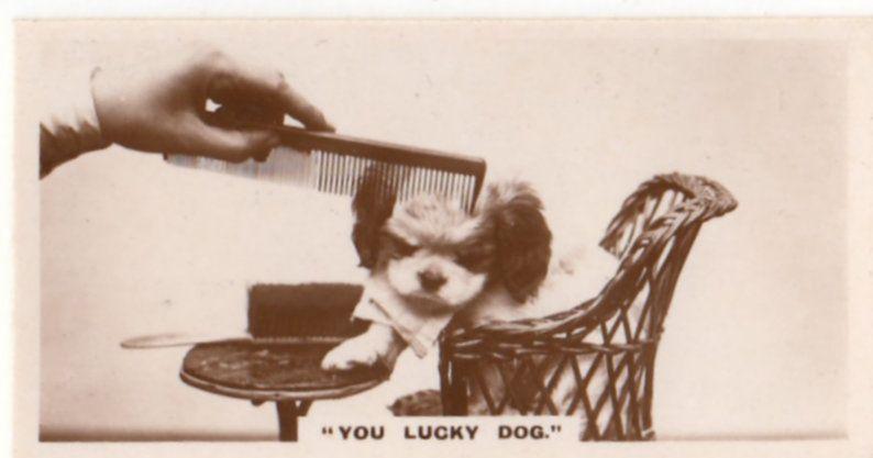 Combing Barber A Dogs Hair Dog Antique German Photo Cigarette Card