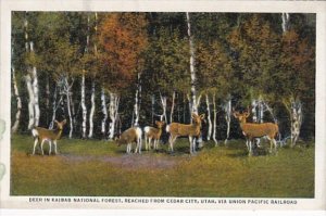 Utah Deer In Kaibab National Forest