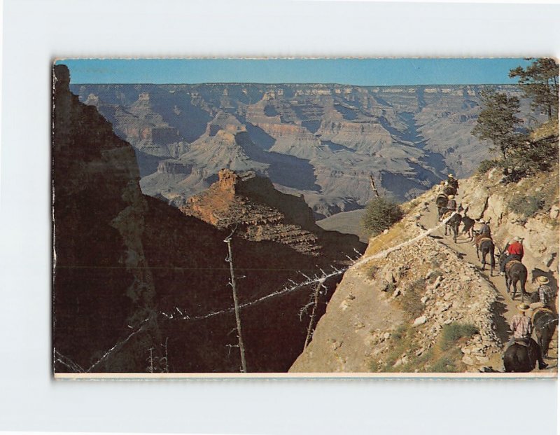Q-07747 Mule Train on Bright Angel Trail Grand Canyon Arizona USA