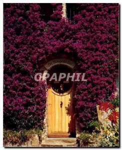 Modern Postcard The French Riviera miracle of nature Les Bougainvillees flowers