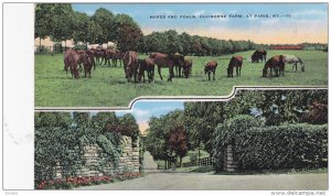 PARIS, Kentucky, PU-1944; Mares and Foals, Claiborne Farm