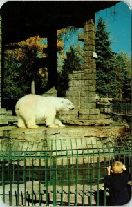 Polar Bear City Park Zoo Denver Colorado CA VTG Postcard UNP Unused Vintage 