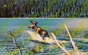 Canada Bull Moose In The Canadian Rockies