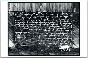 Postcard - Piglet - Photograph by B. A. King