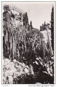 RP, Les Jardins Exotiques, Cereus Et Opuntia Divers, MONACO, 1920-1940s